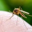 mosquito control in phoenix arizona