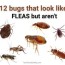 12 bugs that look like fleas and jump