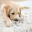 how to clean dog vomit from carpet