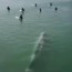 drone footage shows whale swimming