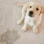 how to remove pet urine from your carpet