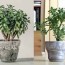 9 best feng shui plants for your home