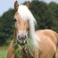 grazing gr related issues for horses