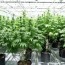 vegas hybrid greenhouse dominance