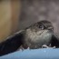 all about chimney swifts
