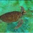 the green sea turtle chelonia mydas