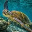 sea turtle lifespan how long do sea