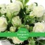 florist designers choice in green bay