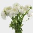 ranunculus white flower whole