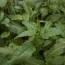 curly dock edible invasive weed