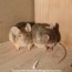 how to get mice out of your garage