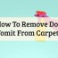 clean remove dog vomit from carpet