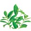 green tea decaf herbal supplement