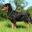 rottweiler tail docking vs natural tail