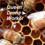 castes of honey bees