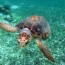 sea turtle solutions using arcgis to