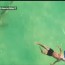 drone video captures hammerhead shark
