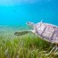 sea turtles in the arabian gulf