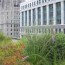 cities require green roofs