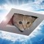 who is ceiling cat a brief history of