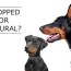 ear cropping and tail docking dogs is