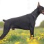 what is doberman tail docking here s