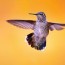 photographing humming birds the