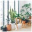 top 10 awesome indoor bedroom plants