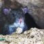 how to keep mice and other animals out