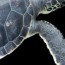 green sea turtle national geographic