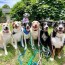 austin dog day care services walk atx