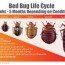 bed bugs pestrid products