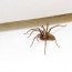 keep spiders out of your basement