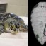 endangered sea turtles aided via free