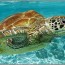 green sea turtle habitat t