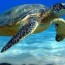 world sea turtle day 2022 all you need