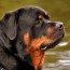 rottweiler complete breed