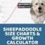 sheepadoodle size charts toy mini
