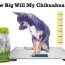 chihuahua puppy growth chart