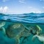 sea turtles are surviving despite us