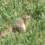 the thir lined ground squirrel