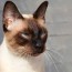 siamese cat weight by age full guide