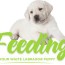 a guide to feeding your labrador puppy