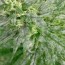powdery mildew on cans crops