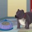 how to feed an american bully puppy 7