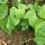 vegetable gardening wilted bean leaves