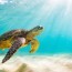green sea turtle facts and beyond