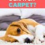 why do dogs scratch the carpet 7