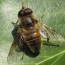drone male honey bee role and mating