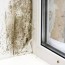 common areas for mold growth hgtv